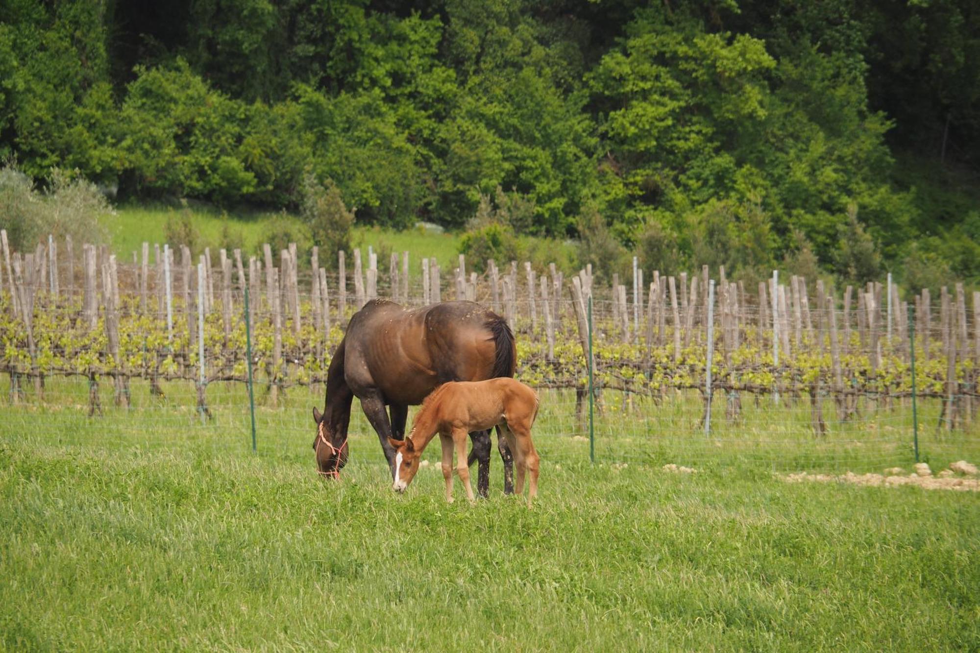 Agriturismo Le Tre Pietre - Podere Nel Chianti Quercegrossa Zewnętrze zdjęcie