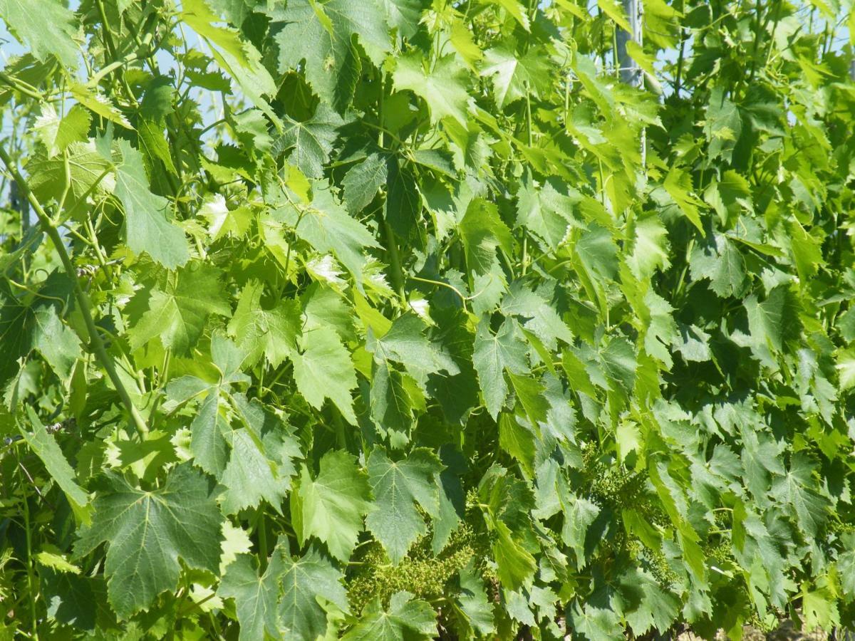 Agriturismo Le Tre Pietre - Podere Nel Chianti Quercegrossa Zewnętrze zdjęcie